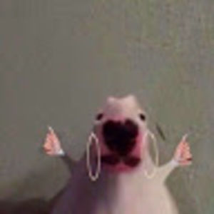 Meet your Posher, Macy